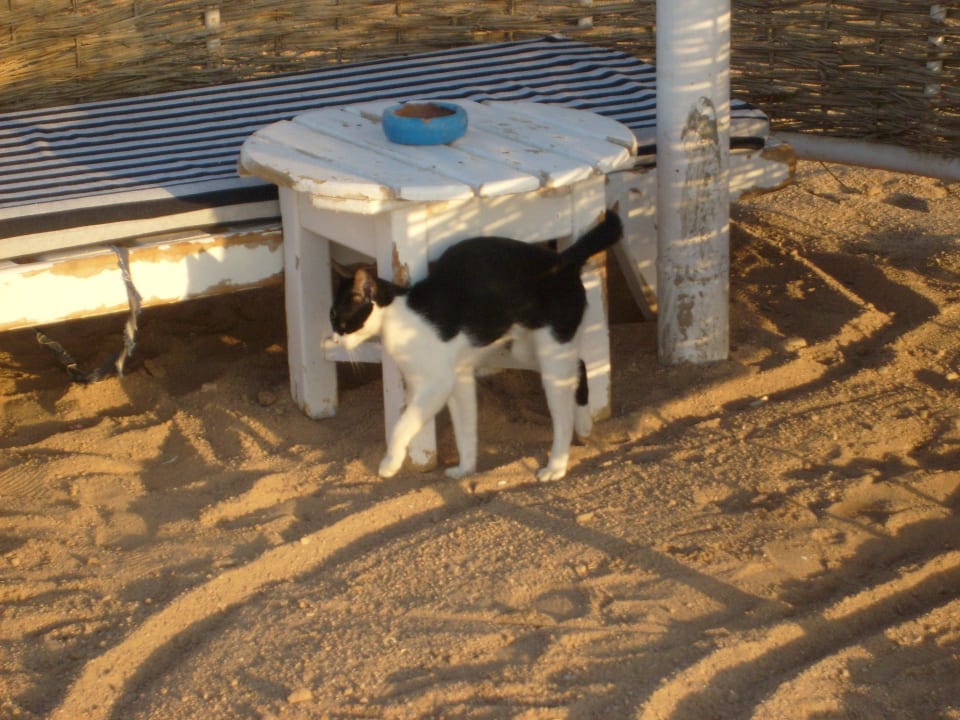 Batman am Strand The Grand Hotel Hurghada