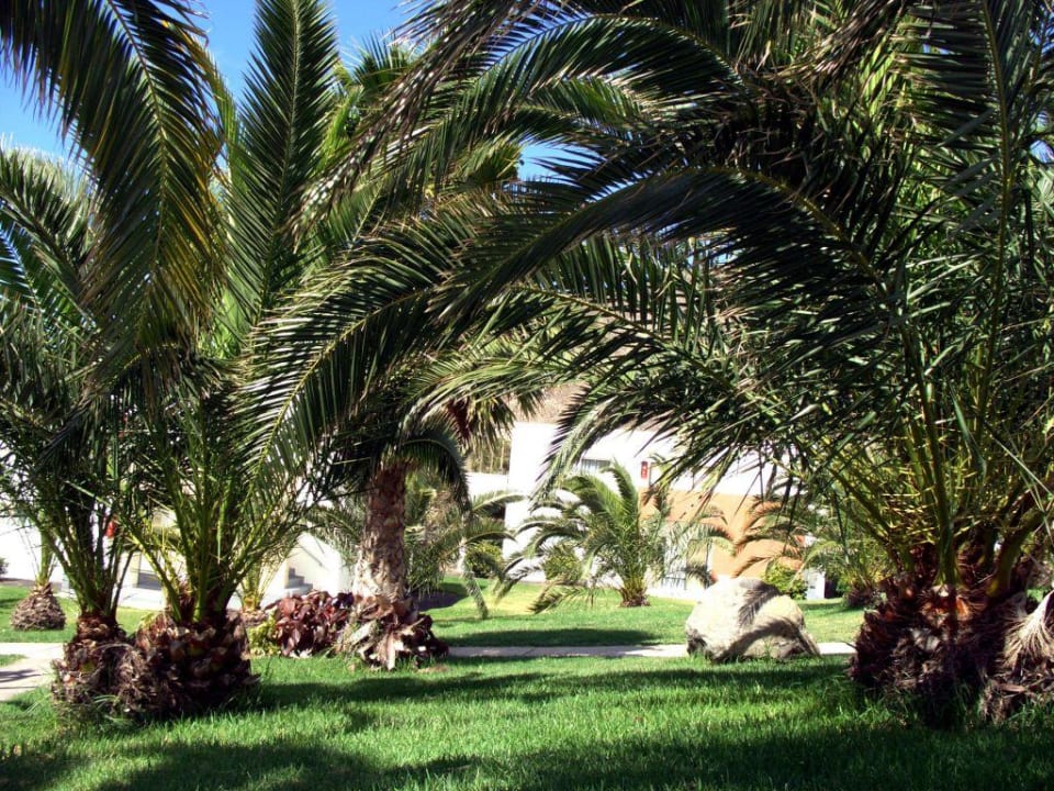 Hotelanlage, Garten mit Liegewiese unter Plamen allsun App.-Hotel Esquinzo Beach