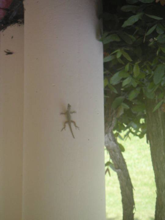 kleine Echse Grand Palladium Select Bávaro Resort & Spa