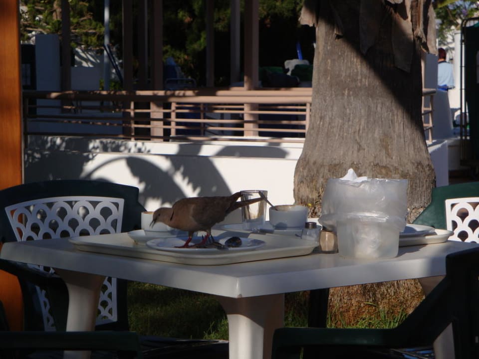 Beim Frühstück Bungalows Cordial Sandy Golf