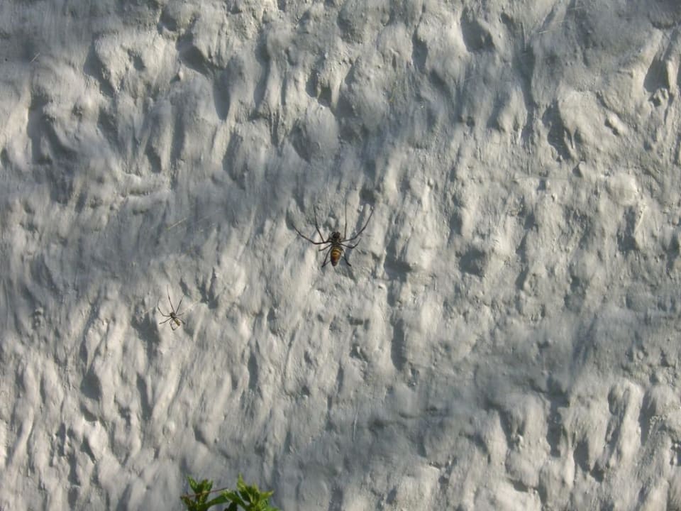 Riesenspinne Hotel Diani Sea Lodge