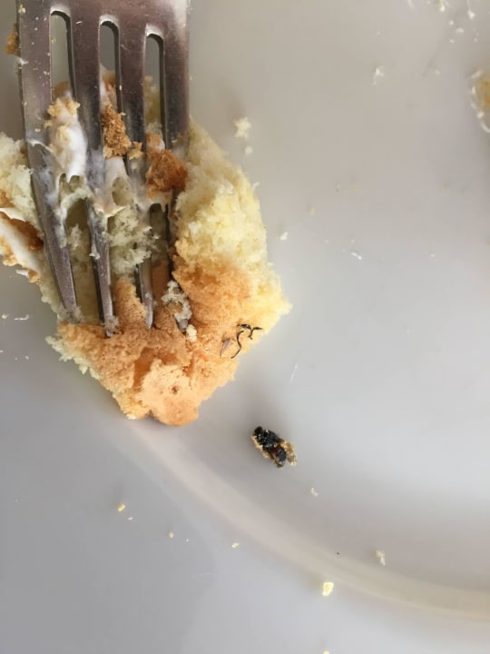 Fliege im Kuchen vom Buffet Coral Hills Resorts & SPA