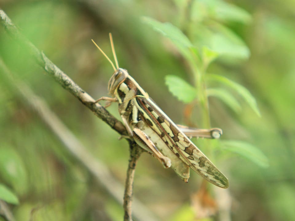Wildlife Mahoora Tented Safari Camp - Wilpattu