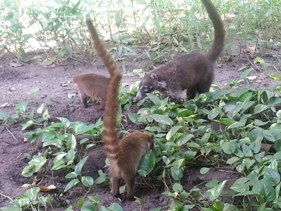 Hotel Catalonia Playa Maroma Catalonia Playa Maroma