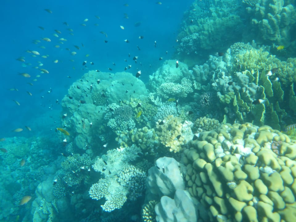 Strand Hotel Gorgonia Beach Resort