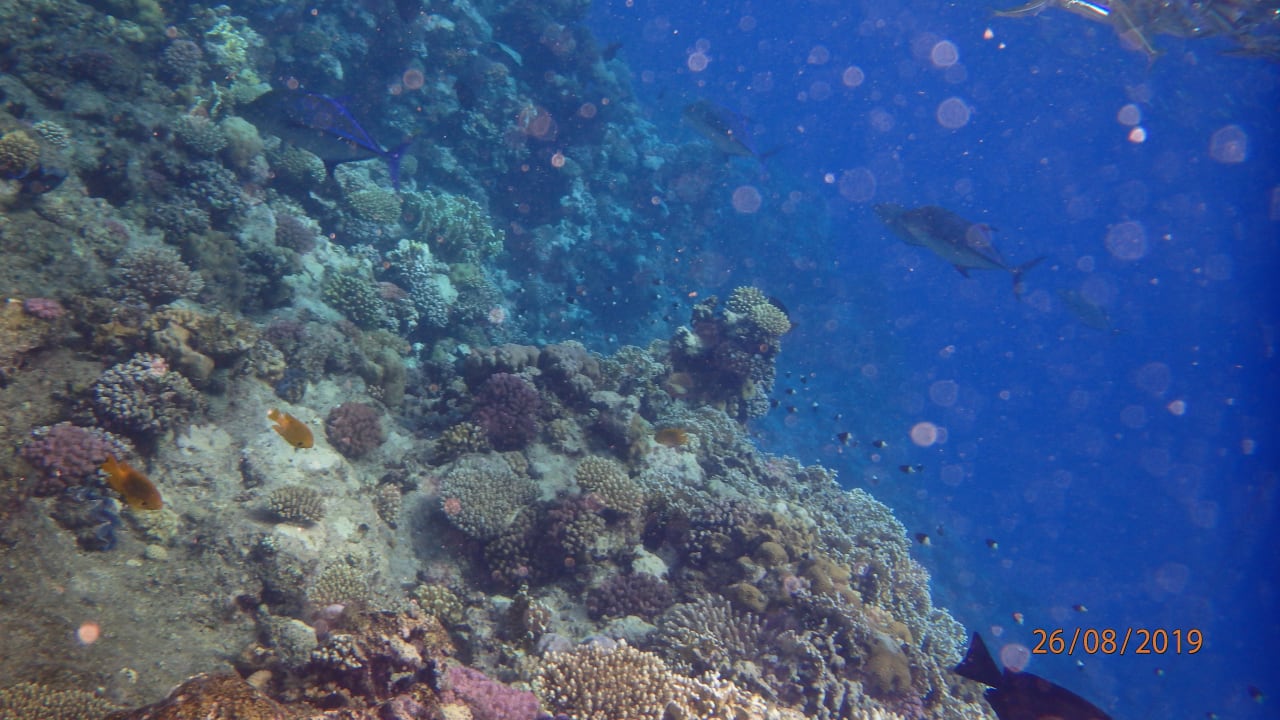 Sport & Freizeit Three Corners Sea Beach Resort