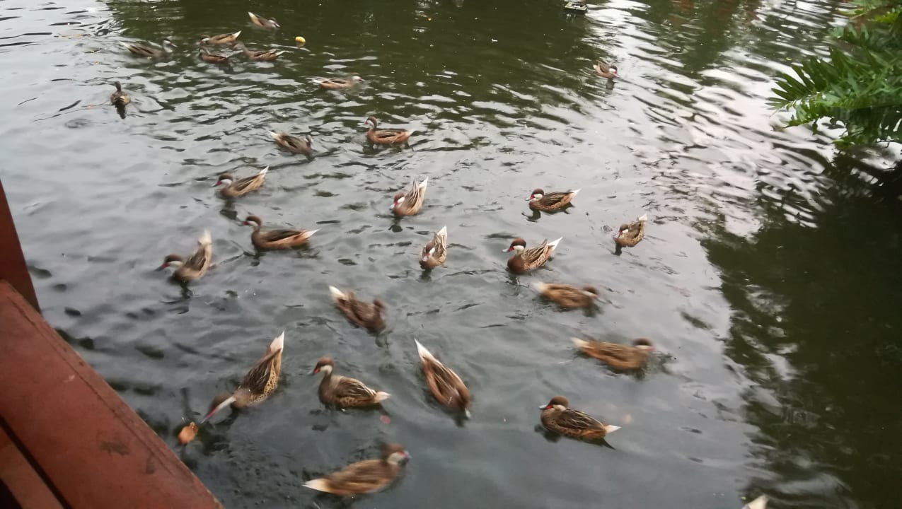 Sonstiges Grand Palladium Select Bávaro Resort & Spa