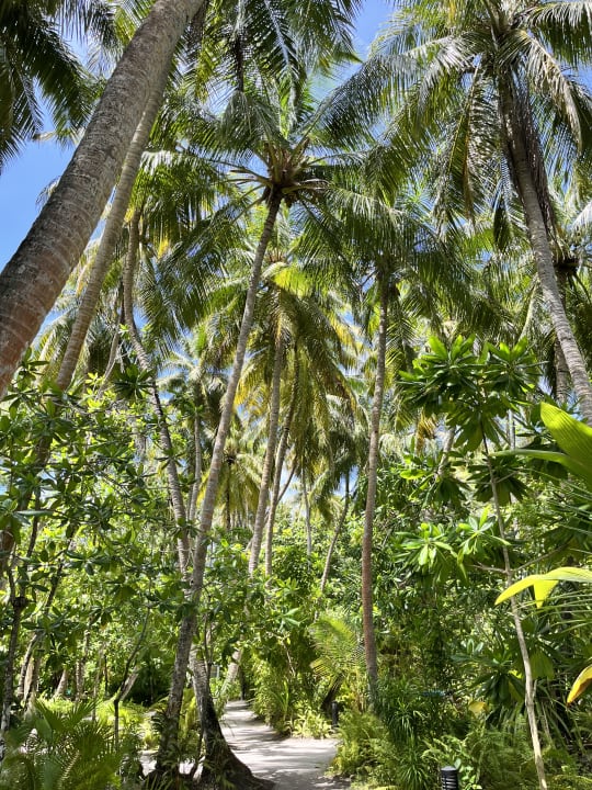 Gartenanlage Vilamendhoo Island Resort & Spa