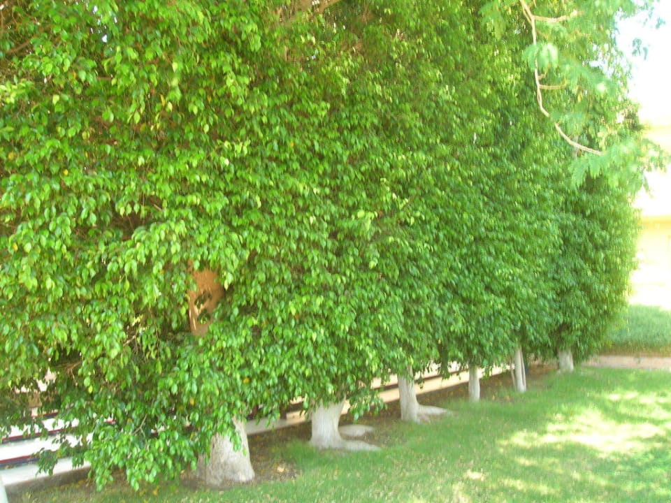 Ficuslaube Golden Beach Resort