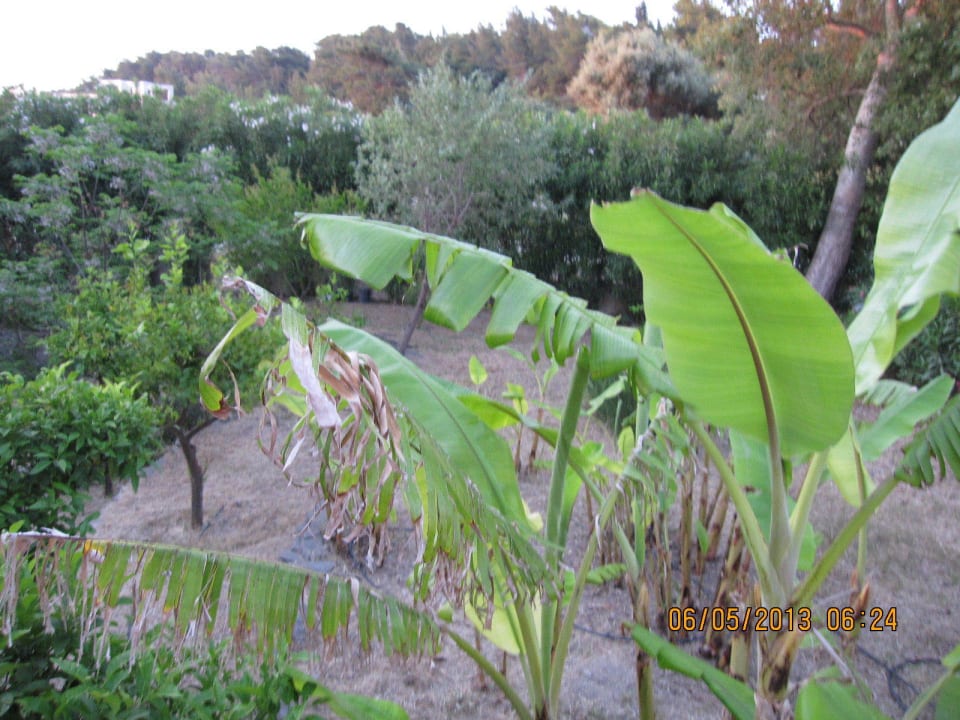 Pflanzen. Kresten Palace Hotel