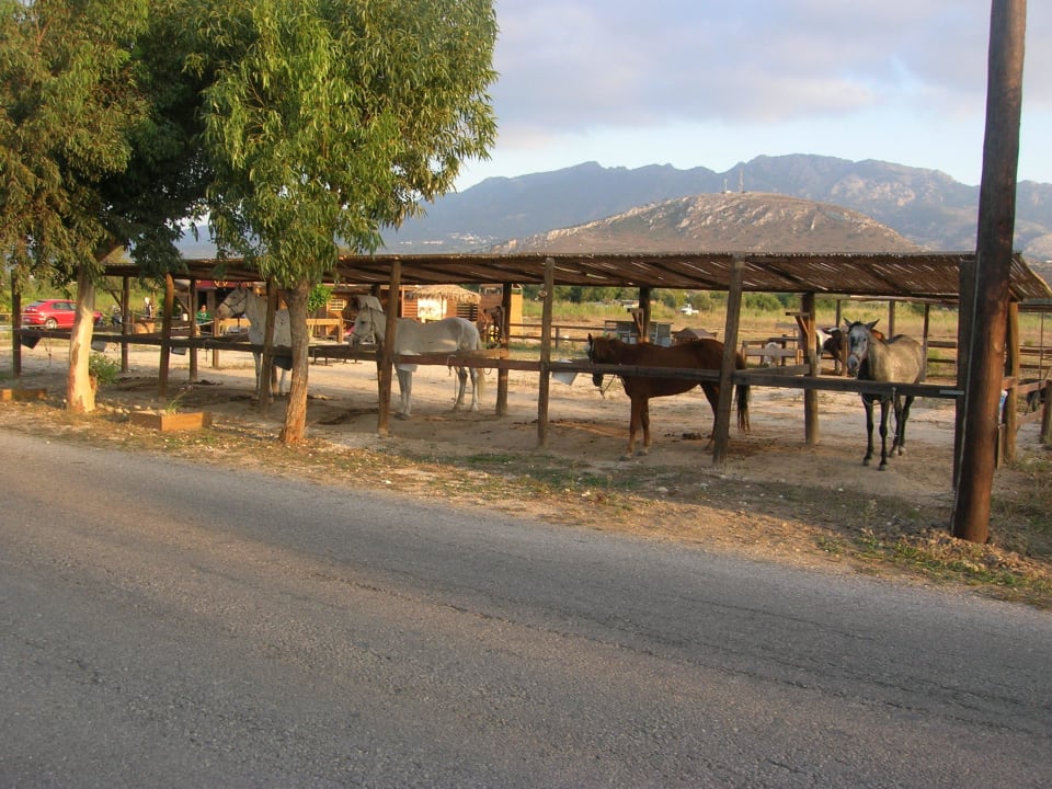 Wypożyczalnia koni. Grecotel Casa Paradiso