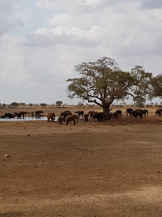 Toller Ausblick zum Wasserloch  Satao Camp