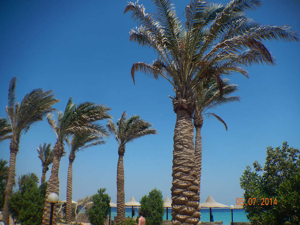 Plaża Arabia Azur Resort