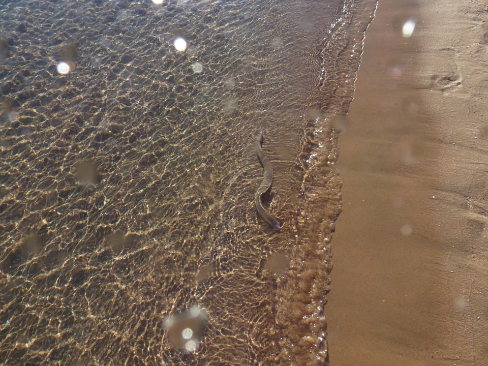 Strand Hotel Sheraton Soma Bay Resort