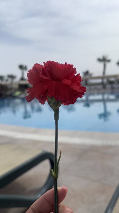 Pool Club Sidelya Hotel