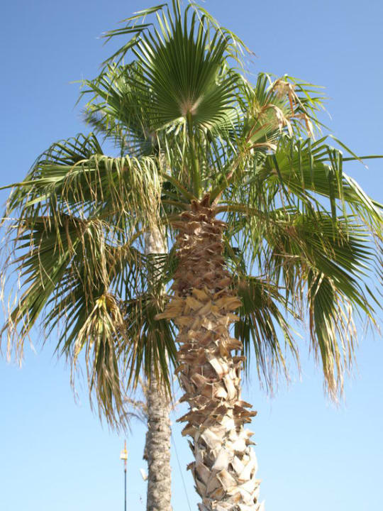 Roślinnośc w hotelu Eri Beach & Village