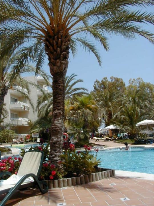 Palme am Hotelpool VIVA Golf - Adults only 18+