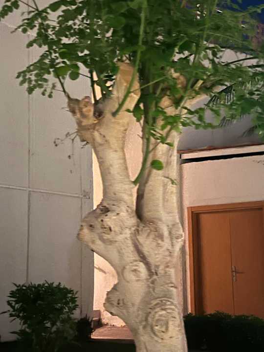 Gartenanlage Pickalbatros Royal Grand Resort - Sharm El Sheikh