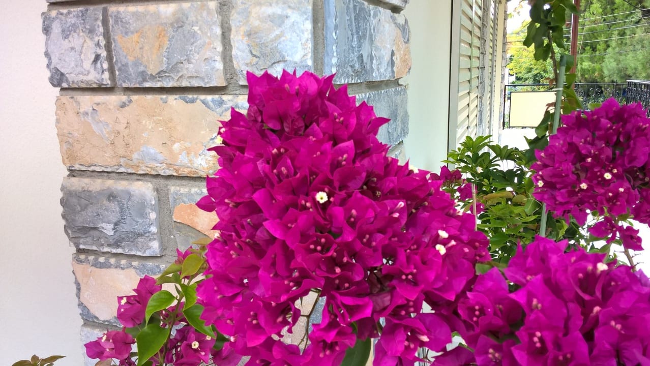 Gartenanlage Villa Dimitris  Mt Olympus Riviera Apartments & Studios