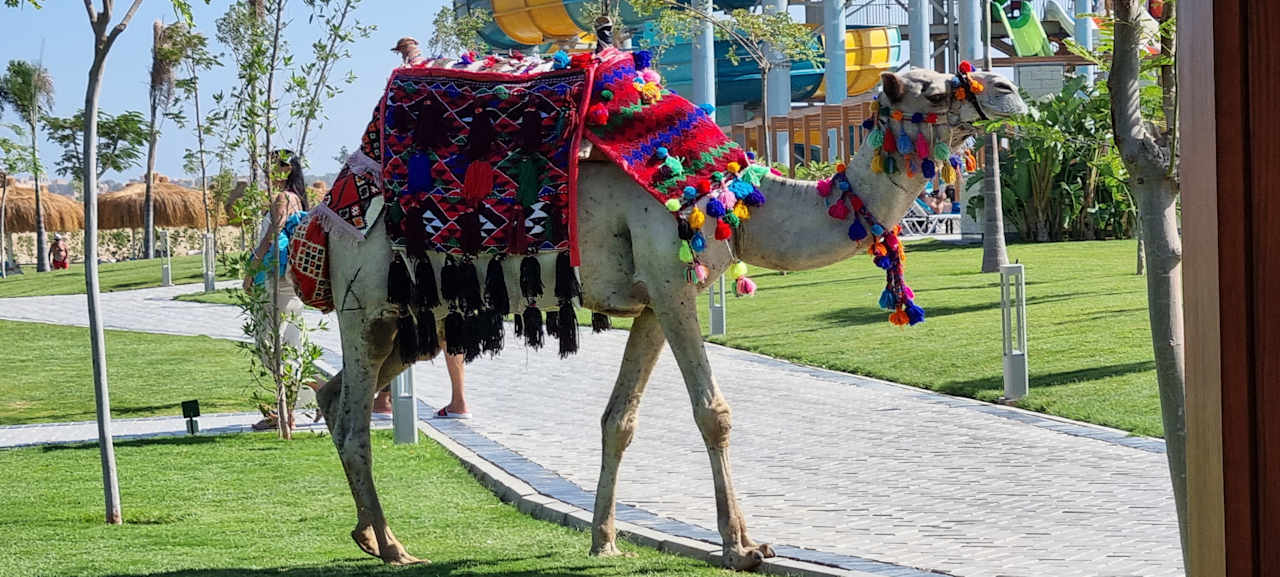 Sport & Freizeit JAZ Elite Asteria