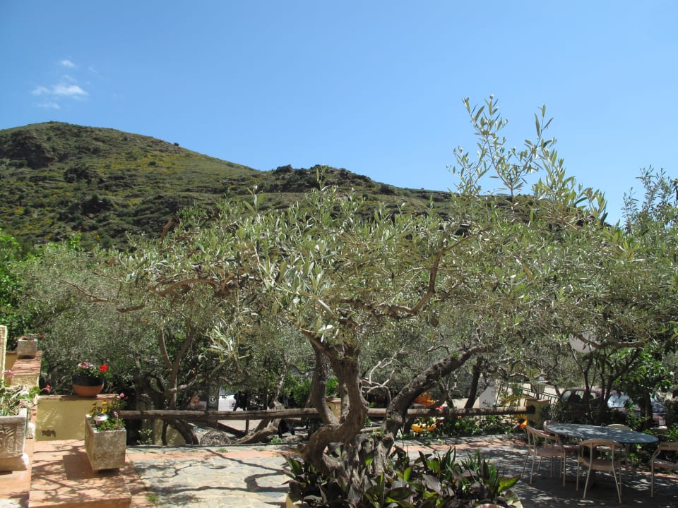 Hotelterrasse Hotel Cala Joncols