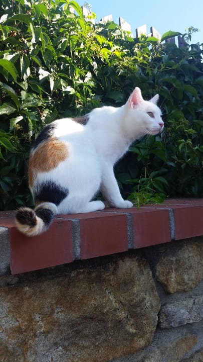 Tiere sind im Hotel willkommen Wellness Resort Boží Oko