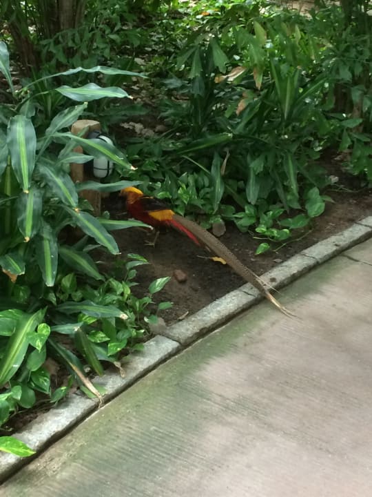 Gartenanlage Tropical Islands Resort