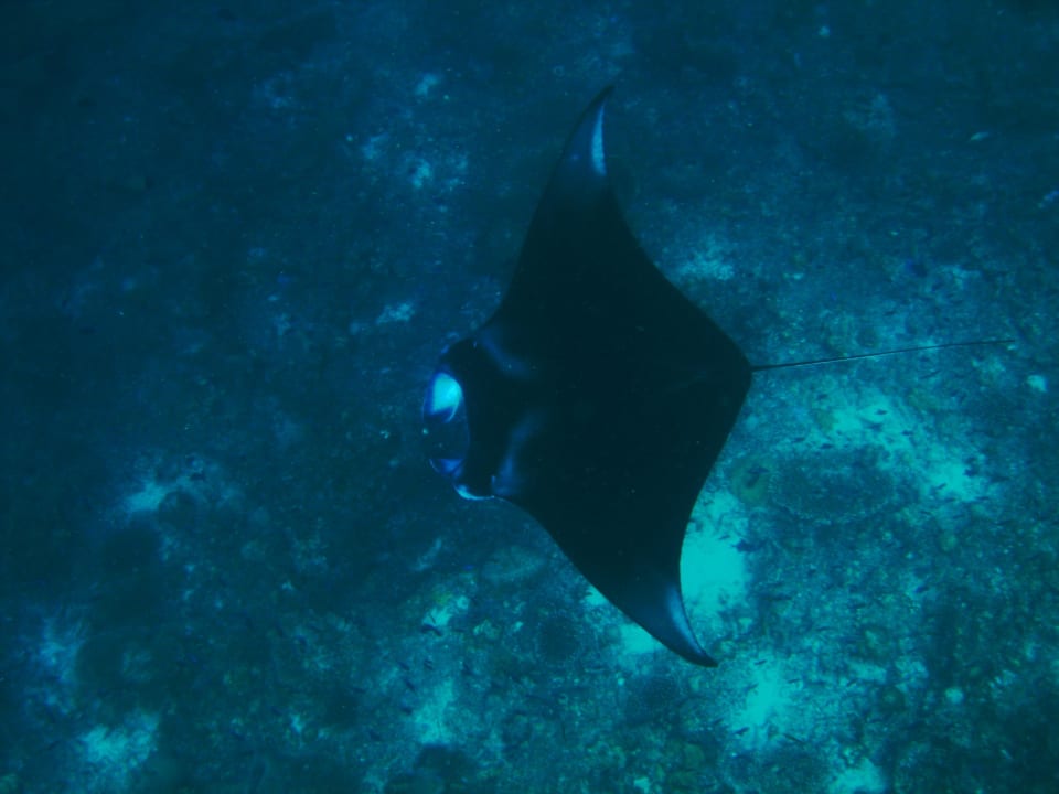 Tauchausflug NH Collection Maldives Reethi Resort