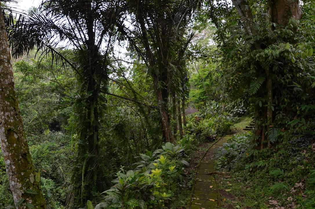 Der Waldpfad am Hang Maya Ubud Resort & Spa Bali