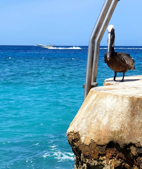 Ausblick Hotel Viva Dominicus Beach by Wyndham - All Inclusive Resort