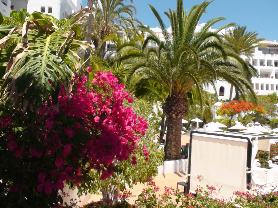 Im Bereich des Hauptpools Dreams Jardín Tropical