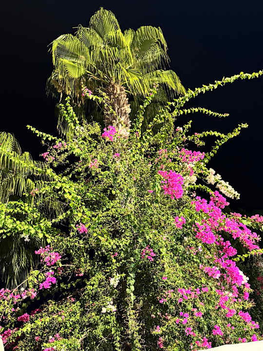 Gartenanlage Club Sidelya Hotel