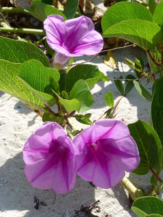 Strandgewächs Hotel Playa Pesquero