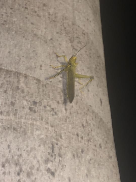 Sonstiges Hotel Riu Playacar