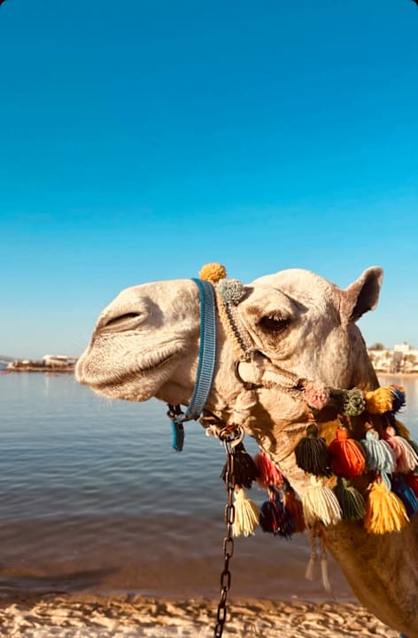 Sonstiges Desert Rose