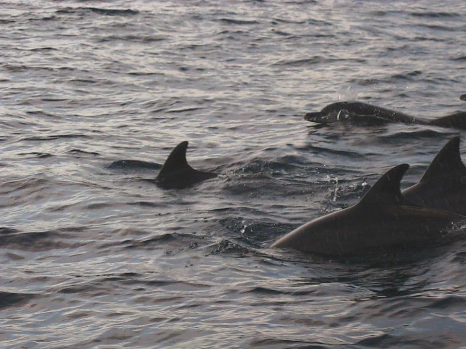 Delfine Kuramathi Maldives