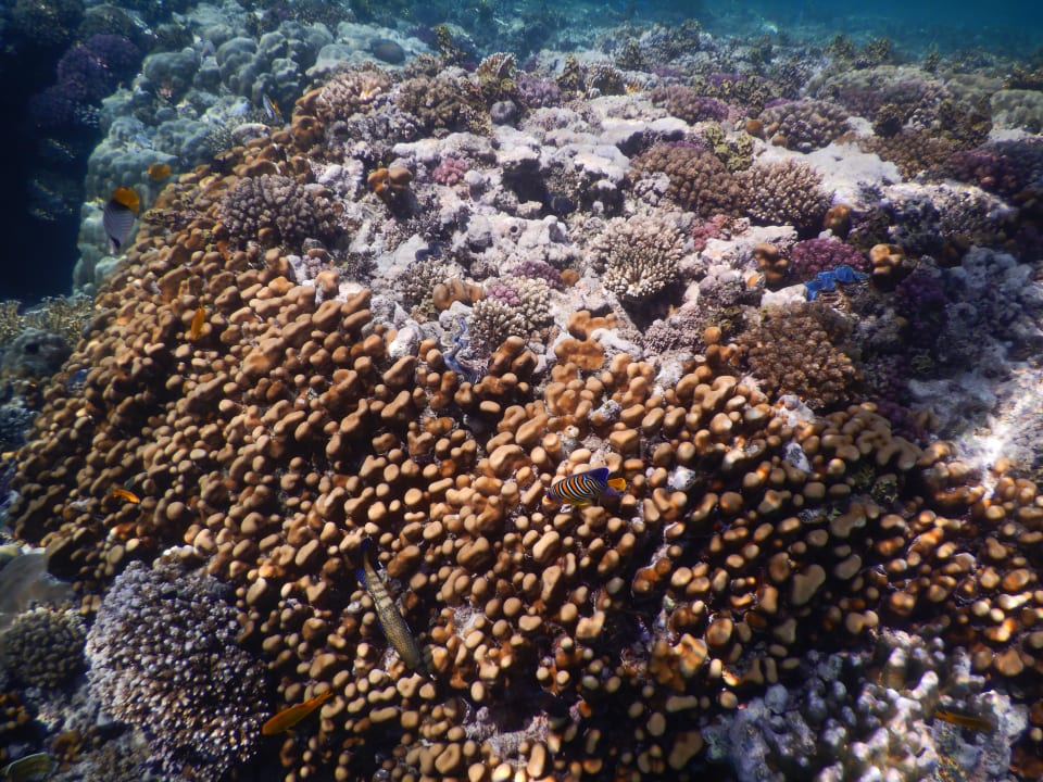 Strand Mövenpick Resort El Quseir