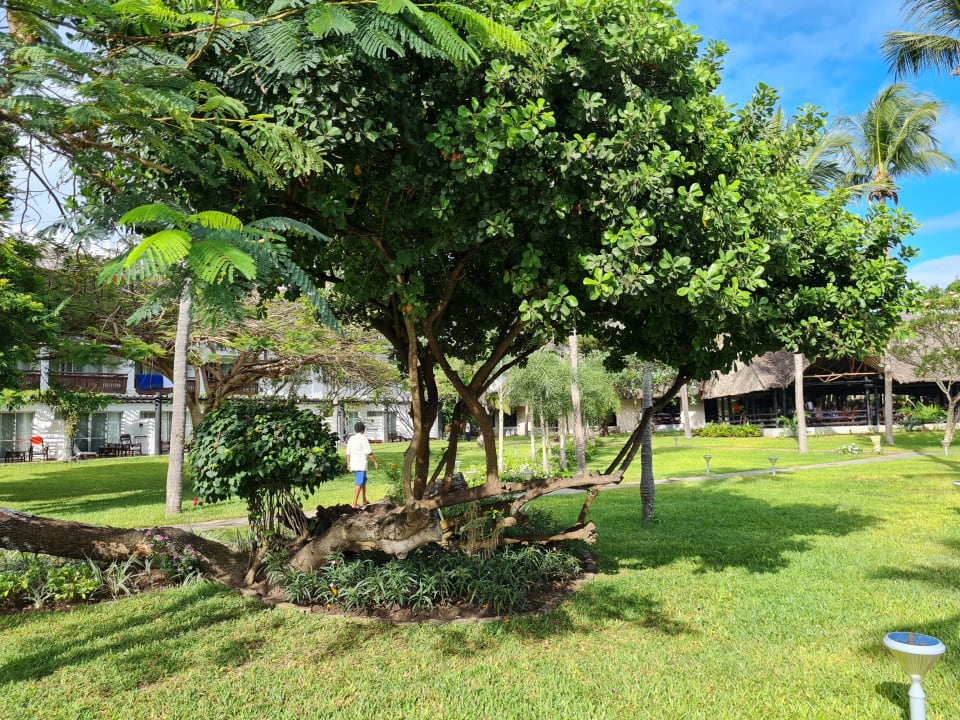 Gartenanlage Hotel Southern Palms Beach Resort