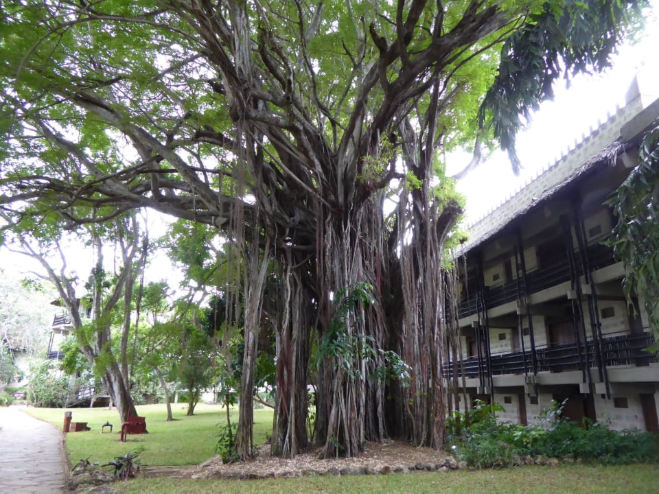 Riesen-Baum Baobab Beach Resort & Spa