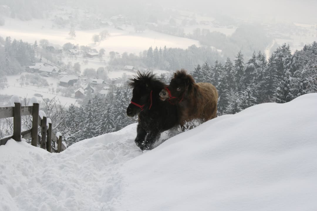 Unsere Ponys Gästehaus Berger