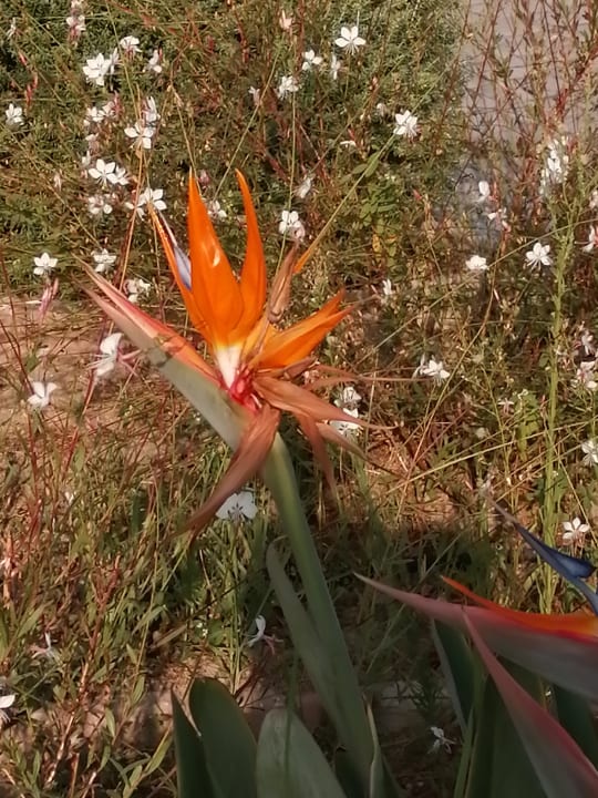 Ausblick Rodos Princess Beach Hotel & Spa