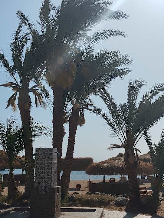 Gartenanlage Menaville Safaga