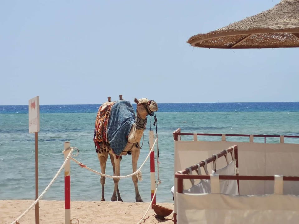 Strand Imperial Shams Abu Soma