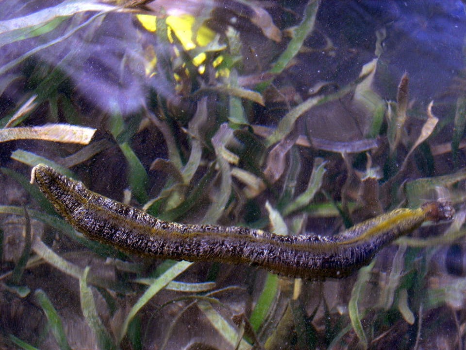 Seegras fressendes "Ungeheuer" - bei Ebbe zu sehen Puri Santrian