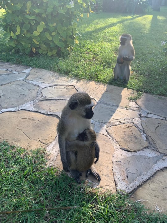 Gartenanlage Bahari Beach Hotel