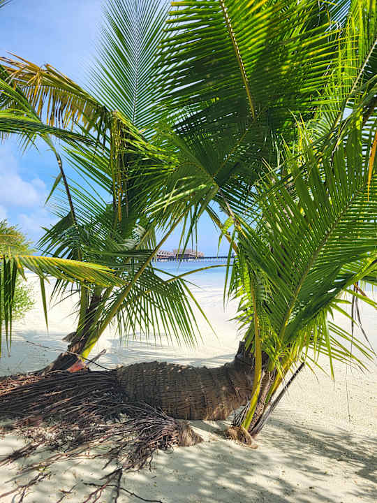 Gartenanlage Adaaran Select Hudhuran Fushi - Premium All Inclusive