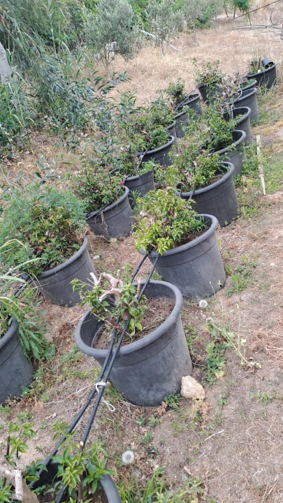 Gartenanlage Vita Silva Hotel