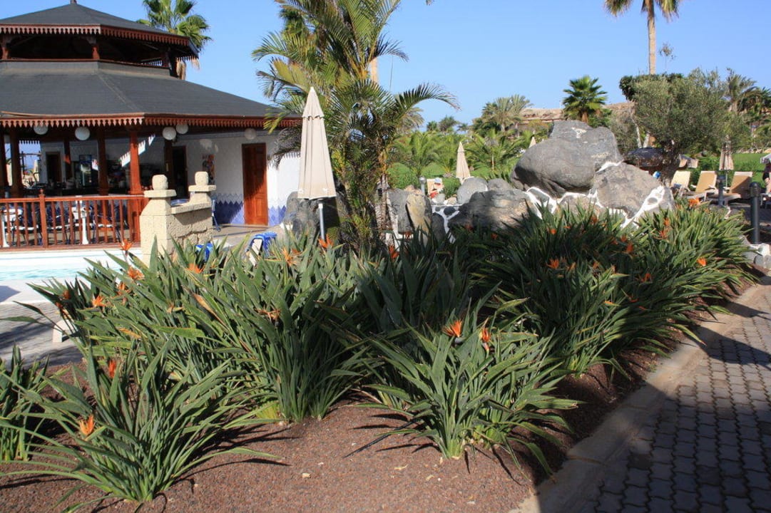 Strelitzien blühen im Garten Hotel Riu Palace Tenerife