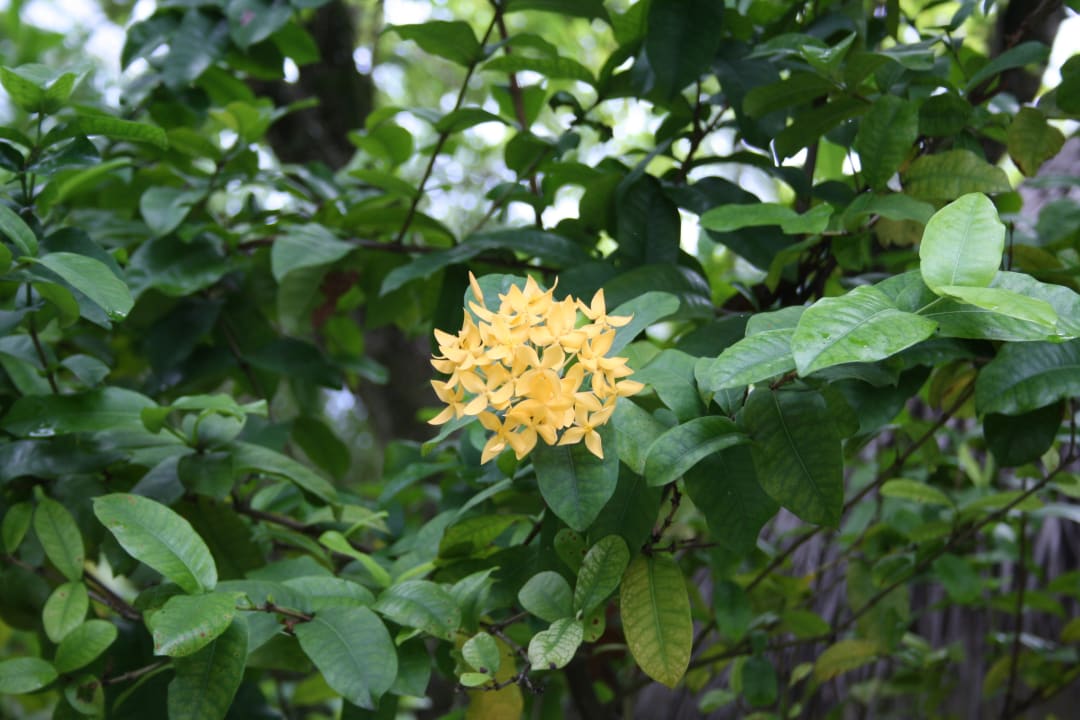 Die Flora von Kuramathi Kuramathi Maldives