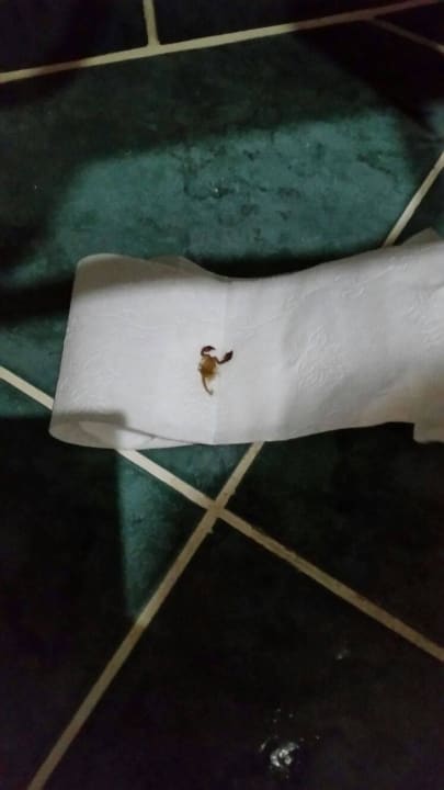 Das sind so Hitel gennante Tierchen (Scorpion) aus DAS Club Hotel Sunny Beach